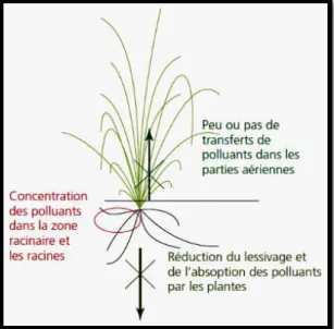 Fig. 6 : Technique de la phytostabilisation (Bert et al ., 2013). 