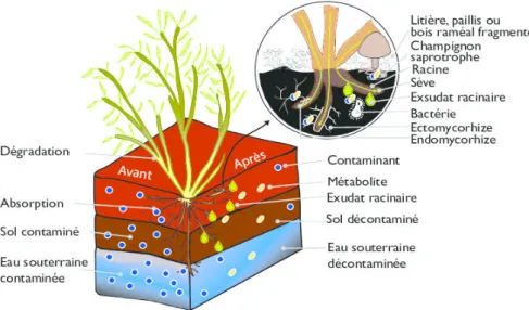 Fig. 8 : Technique de rhizodégradation (Louise, 2016) 