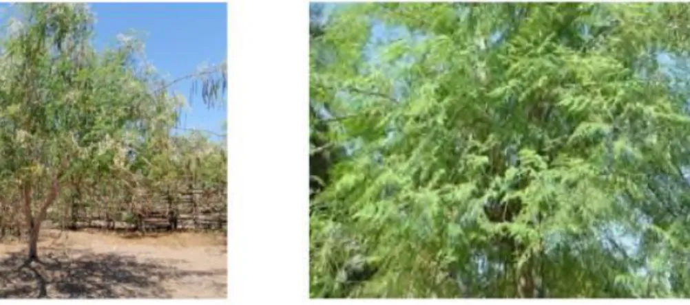 Fig. 9 : Arbre de Moringa oleifera L. (De Saint Sauveur et Broin, 2010). 