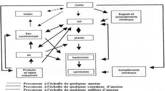 Figure n°01 : Cycle biogéochimique des éléments (adapté de Lamand et al, 1991) 