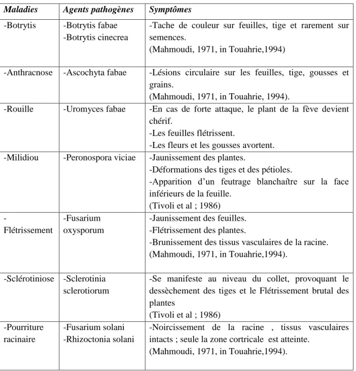 Tableau n°06 : Les principales maladies de la fève (Abouzend et al .,1983). 