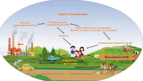 Figure 8  :  Les  voies  possibles  d’exposition  au  plomb  dans  l’environnement  (Natasha  et  al., 2020)