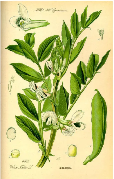Figure 10 : Les différentes parties de la fève Vicia faba L. (Thomé, 1885). 
