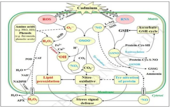 Figure 01. Effets du cadmium dans la génération de ROS et RNS (Liu et al., 2017)  3.2.1  Effets sur la croissance et la biomasse 
