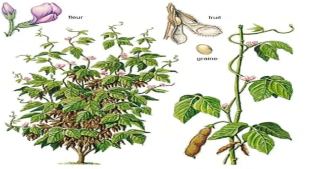 Figure 03: Le soja, Glycine max, légumineuse herbacée (Archives Larousse). 