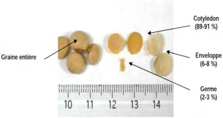 Figure 05: Description de la graine de soja (Hubert et al., 2006). 