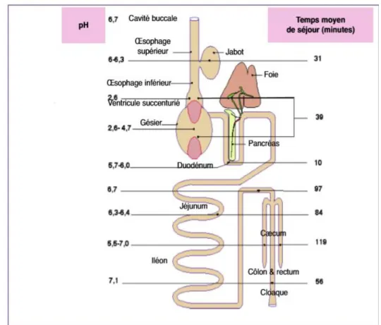 Figure 05:Tube digestif du Poulet, pH et temps de séjour dans les principaux segments.(Manuel des  pathologie aviaire 2015)