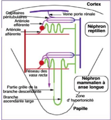 Figure 12 : Organisation microscopique du rein de l’oiseau, disposition des néphrons et relations  vasculaires