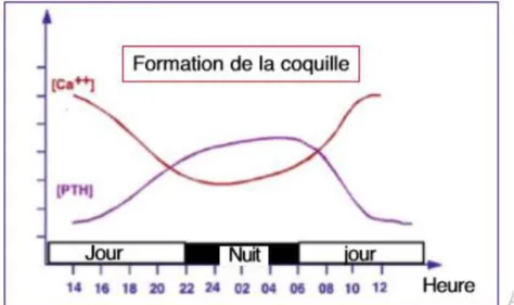 Figure 17 : Chronologie de la formation de la coquille de l’œuf et corollaires.(Manuel aviaire 1992) 