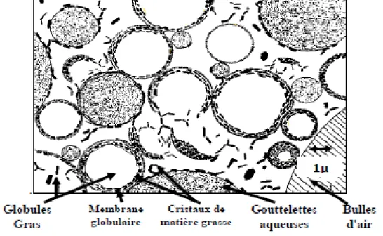 Figure 1 : Microstructure du beurre à température ambiante (Walstra et al, 1999). 