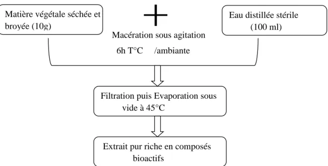 Figure 6. Extraction des composés phénoliques de Mentha pipérita L., (Sultana et al. 2009)