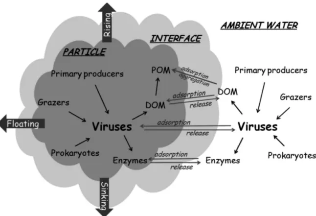 Fig. 8. Model of the potential interactions between virus and aggregates. Arrows point to viruses