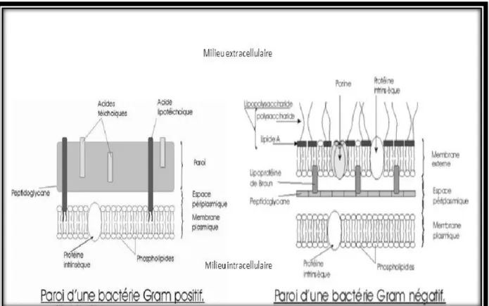 Figure 25  : schéma de la paroi des bactéries Gram+ et Gram- Gram-5.  Caractéristiques des souches bactériennes utilisées 