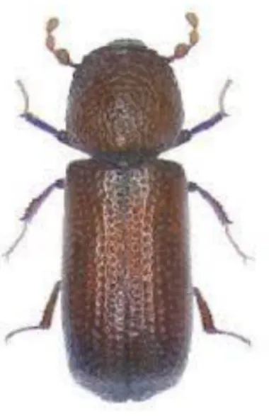Figure 03: Aspect général de l’adulte de Rhyzopertha dominica (Fabricus) (www.insecte.org)  Description de Rhyzopertha dominica 