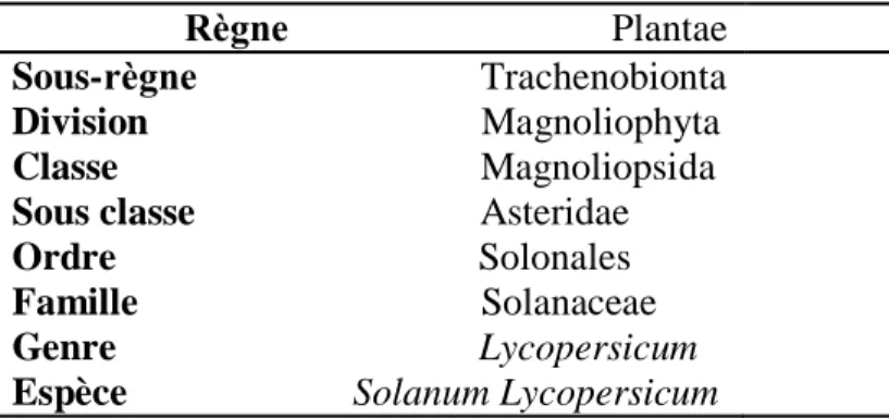 Tableau 04: La classification systématique de Solanum lycopersicum (Benton, 2008). 