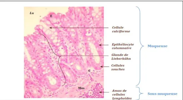 Figure 3 : Observation microscopique des différentes cellules de la muqueuse colique  (x 400 après coloration Hématoxyline-Eosine (H&amp;E) (Sarniguet, 2016)