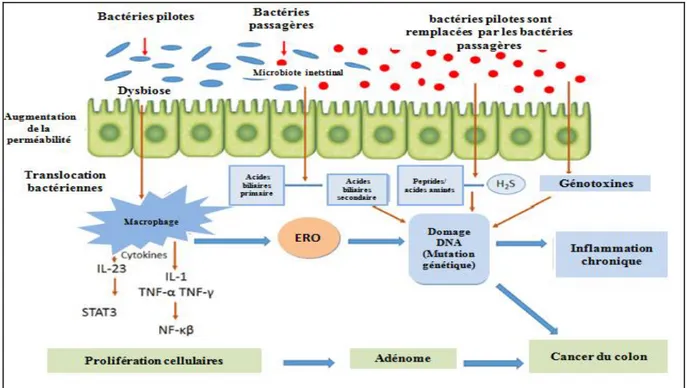 Figure 10: Mécanismes impliqués dans la promotion du cancer colorectal par le microbiote  intestinal (Korada et al., 2015)