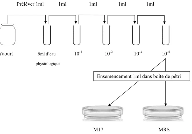 Figure 10. Diagramme de dilutions. 