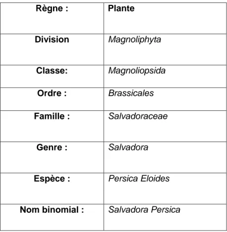 Tableau 01. Classification de Salvadora Persica (Khatak et al., 2010). 
