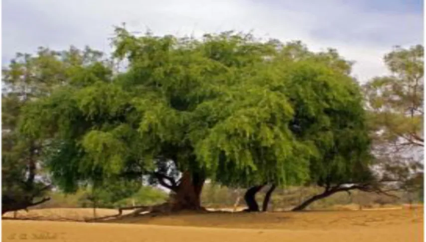 Figure 01. L’arbre de Salvadora Persica (Mehdi, 2012). 