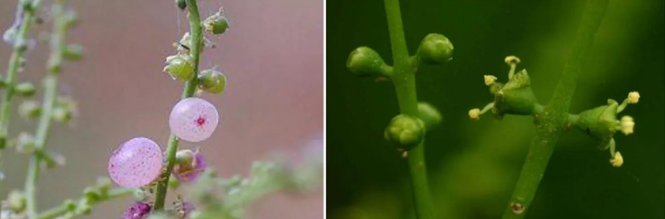 Figure 02. Fleurs de l’espèce végétale Salvadora Persica (Moussaoui, 2013). 