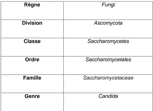 Tableau 03. La classification de Candida albicans (Hamri et Brinis, 2018). 
