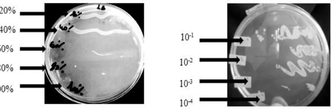 Figure 08. Détermination de la concentration minimale bactéricide de l’extrait à l’hexane  aqueux de Thymus vulgaris chez Lactobacillus bulgaricus.
