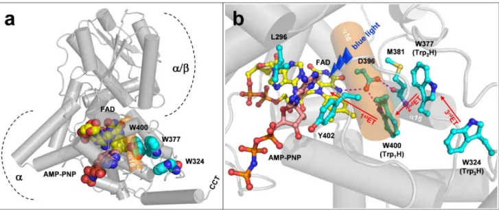 Figure 1 | Tertiary structure of AtCRY1. (a) Overall structure of the photolyase homology region in Arabidopsis thaliana cryptochrome 1 with a bound non-hydrolyzable ATP analogue, adenylyl-imidodiphosphate (AMP-PNP), adapted from the crystal structure by B