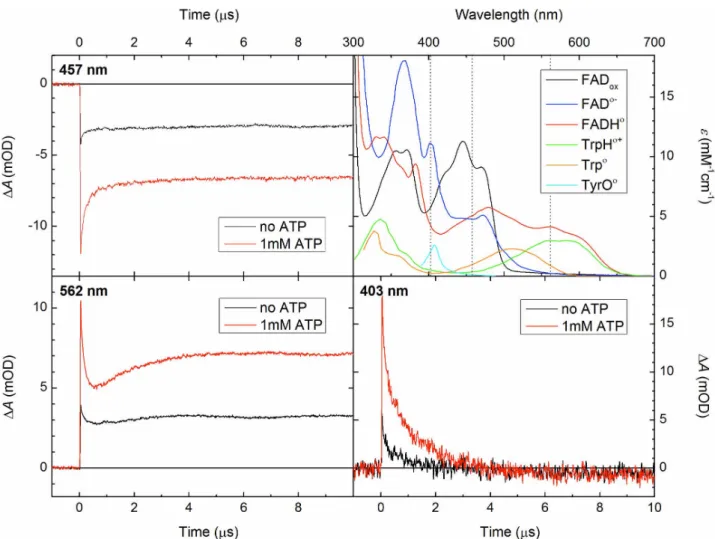 Figure 2 | Nanosecond-microsecond kinetic traces for AtCRY1 PHR. Transient absorption changes were recorded at 457, 562 and 403 nm upon excitation of FAD ox by a picosecond laser pulse (3.0 mJ at 355 nm, at time zero) in the absence (black traces) and in t