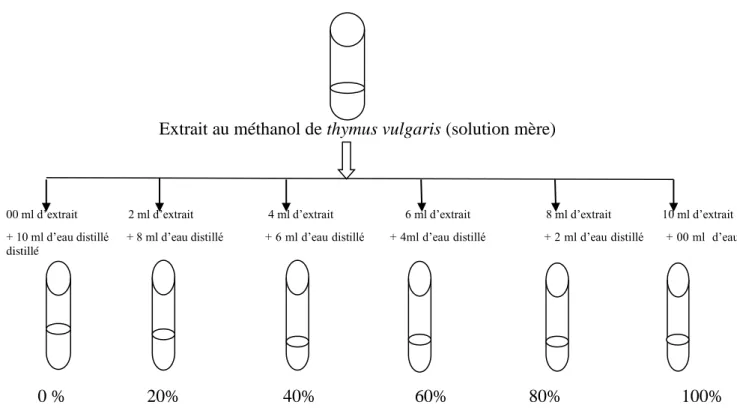Figure  8. Concentrations des extraits de thymus vulgaris obtenus par macération 
