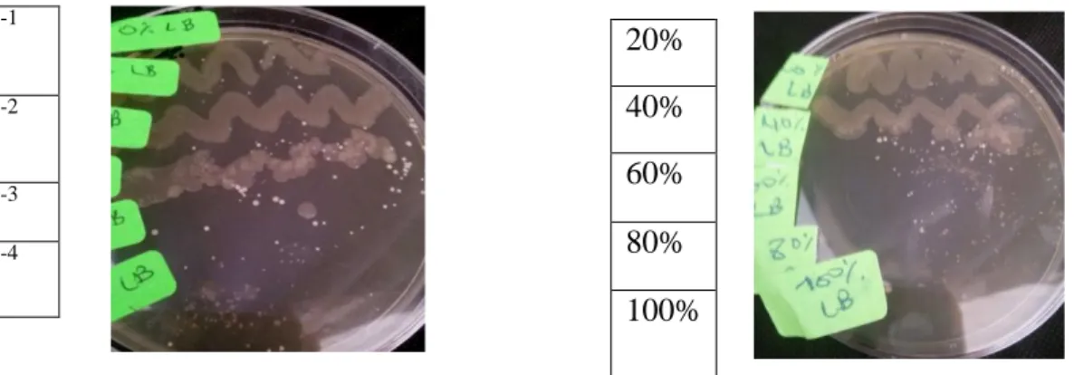 Figure 16 .Détermination de la concentration minimale bactéricide de l’extrait Thymus vulgaris chez  Lactobacillus bulgaricus