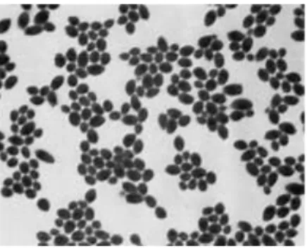 Figure 03 . Candida albicans(Sudberyet al., 2004). 