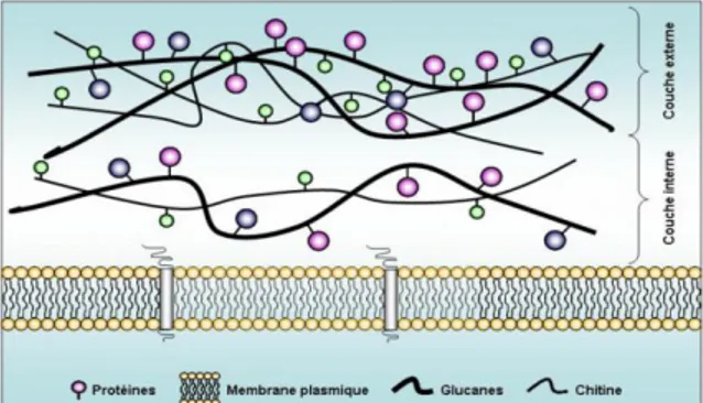 Figure 04: Organisation moléculaire de la paroi de Candida albicans(Ruiz-Herre ra,  FEMSYeastRes, 2006) 