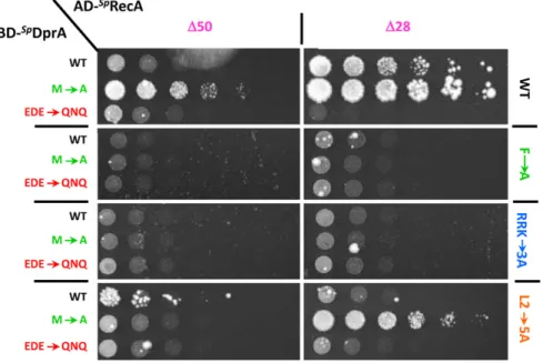 Figure 4. DprA − RecA interaction tests using Y2H assays. Yeasts expressing wild-type or mutant Sp DprA as Gal4 binding domain fusion (BD- Sp DprA) and variants of RecA as Gal4 activation domain fusions (AD- Sp RecA) were spotted as a series of 1 / 5th dil