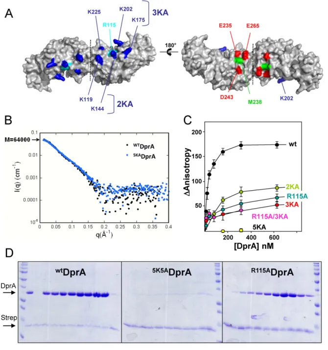 Figure 5. Localization of the DNA binding residues on DprA. (A) The electropositive (left) and electronegative (right) faces of the DprA dimer are represented