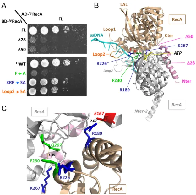 Figure 3. RecA − RecA interaction. (A) Yeast strains expressing wild-type Sp RecA fused to Gal4 activation domain (AD- Sp RecA) and Sp RecA variants as Gal4 binding domain fusions (BD- Sp RecA) were spotted as a series of 1 / 5th dilutions on selective med