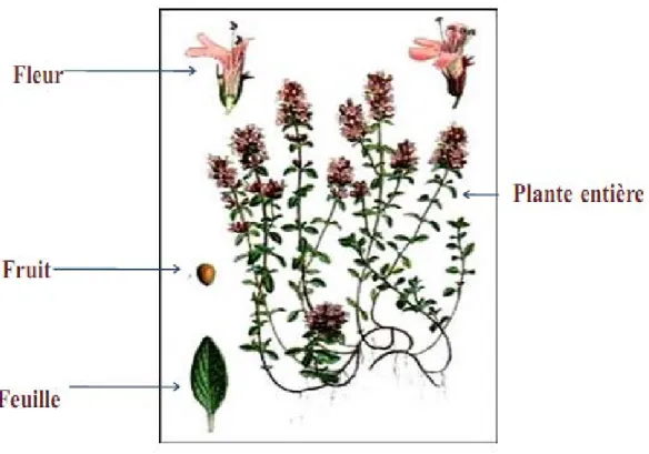 Figure 2.  Aspects morphologiques de Thymus vulgaris L. 