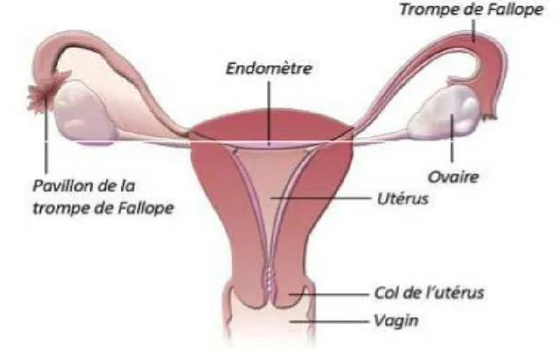 Figure 07. L’appareil génital féminin (Bruyère, 2008)  5.2. Voies génitales   