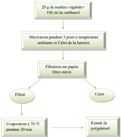 Figure 5 : Protocole d’extraction au méthanol (Revilla et al., 2001 ; Ojeil et al., 2010)