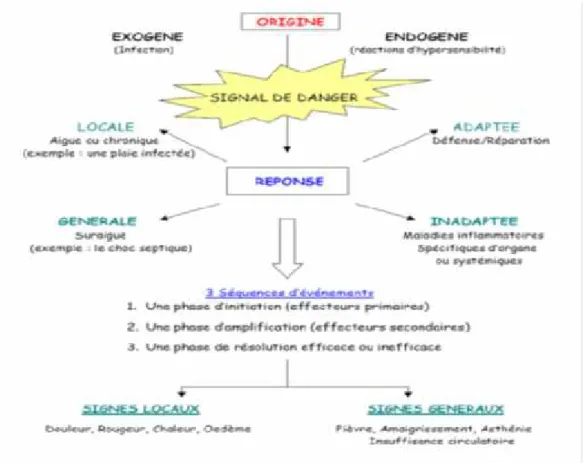 Figure 3 : La réaction inflammatoire (Russo-Marie et al.,1998)