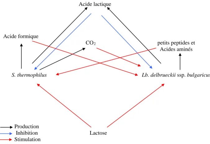 Figure n°2: Schéma des interactions métaboliques de S. thermophilus et Lb. delbrueckii SSP