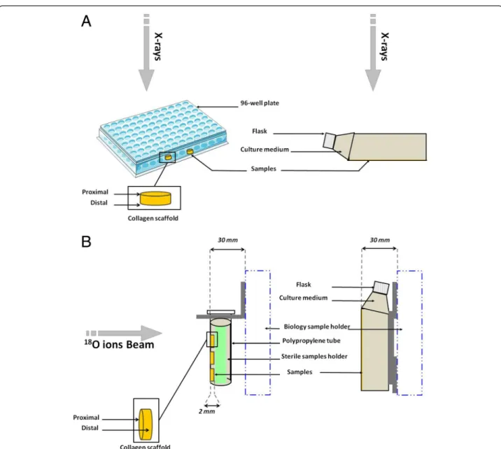Fig. 2 Schematic representation of the irradiation set-up for 2D cells and 3DCM. Panel a: X-rays irradiation set-up