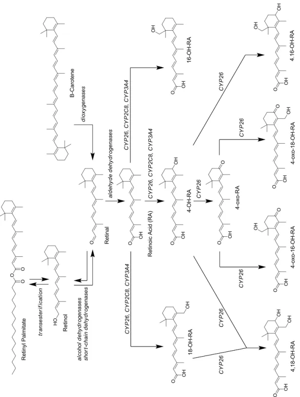 Figure 7-4.  Metabolic scheme for the formation and elimination of at-RA. 