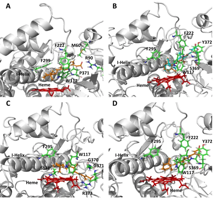 Figure  9-4.    CYP26A1  (A)  and  CYP26B1  (B – D) homology models with  at-RA  docked  in  the active site