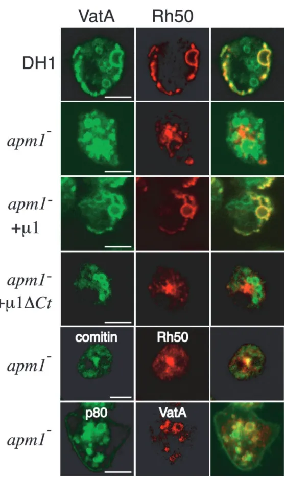 Figure 10. AP-1 is required for transport of CV components. (A) The localization of two CV  resi-dent proteins, Rh50 and VatA (a subunit of the peripheral  vacuo-lar-H ⫹ -ATPase V1 domain), was analyzed in the indicated cell lines