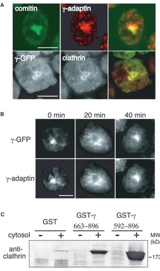 Figure 3. Localization, DMSO sensitivity, and clathrin binding  ca-pacity of Dictyostelium ␥ chain