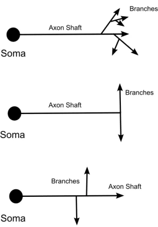 Figure 2.3: Schematic diagram of the dierent axonal branching processes: arboriza- arboriza-tion (top), bifurcaarboriza-tion (middle) and collateral formaarboriza-tion (bottom).