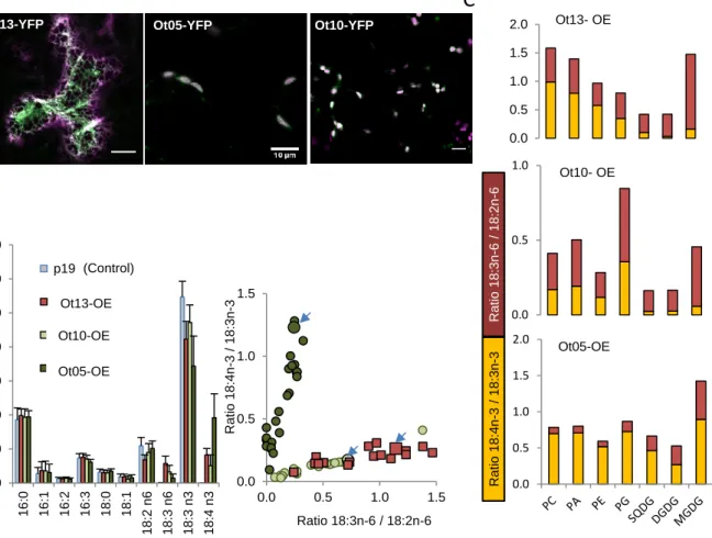 Figure 2. Localization and activities of O. tauri  acyl-CoA Δ6-DES and Δ6-DES candidates  in N