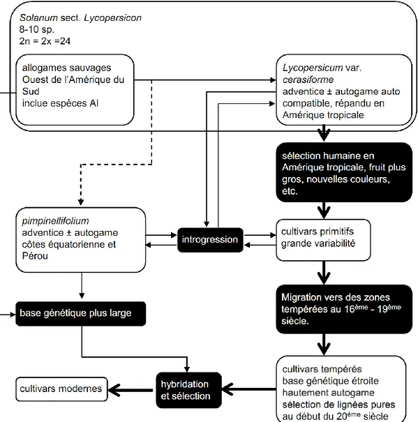 Figure 2 Evolution de la tomate cultivée  Solanum. Lycopersicum.  Traduit de  Rick  (1976)