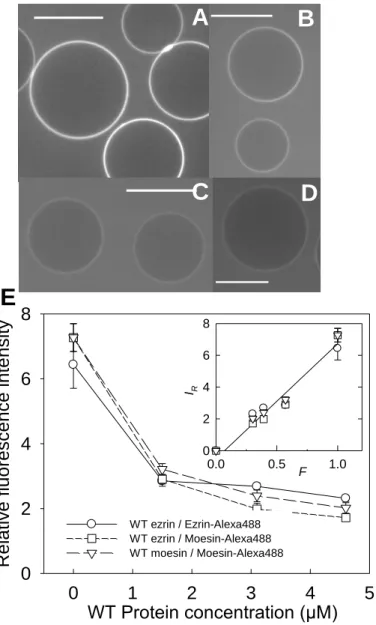 Fig.  2.  Confocal  microscopy  observations  of  the  interaction  of  ezrin  and  moesin  with  PIP 2 -GUVs